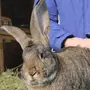 Фландеры кролики