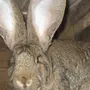 Фландеры Кролики