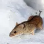 Мышь Полевка