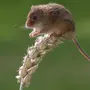 Мышь полевка