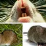 Разновидности Мышей