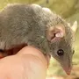 Разновидности мышей