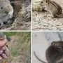 Разновидности мышей