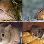 Разновидности Мышей