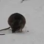 След мыши крысы