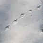 Следы Мыши На Снегу