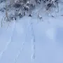 Следы Мыши На Снегу