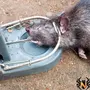 Страшная Мышь