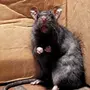 Страшная мышь
