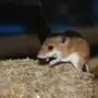 Японские Мышки