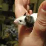 Японские Мышки