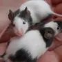 Японские мышки