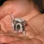 Японские мышки