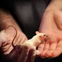 Девочка держащая мышку картинка