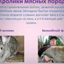 Породы кроликов и название