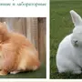 Породы Кроликов И Название