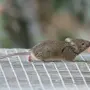 Домовые мыши фото