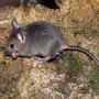 Домовые мыши фото