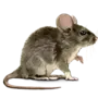 Изображение Мышь