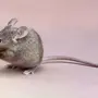 Изображение мышь