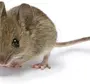 Изображение мышь