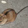 Как выглядит полевая мышка фото