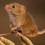 Как выглядит полевая мышка фото