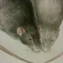 Картинка две мыши в кепках