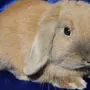 Вислоухий Баран Кролик