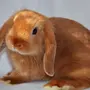 Вислоухий баран кролик