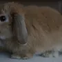 Вислоухий баран кролик