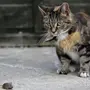 Картинка кот ловит мышку