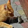 Картинка кот ловит мышку