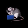 Картинки На Телефон Вертикальные Мышки