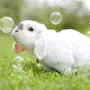Голубой водяной кролик картинки
