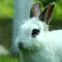 Голубой водяной кролик картинки
