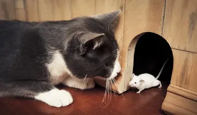 Кот и мышка картинки