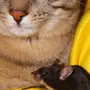 Кот и мышка картинки