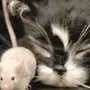 Кот И Мышка Картинки