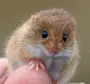 Мышь малютка