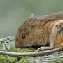 Мышь Малютка