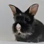 Водяной кролик картинки