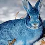 Водяной кролик картинки