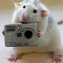 Мышка на телефоне картинка