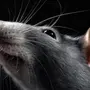 Мышка На Телефоне Картинка