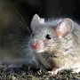 Мышка Полевая