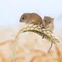 Мышка полевая