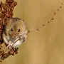 Мышка полевая