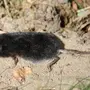 Мышь С Длинным Носом
