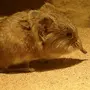 Мышь с длинным носом